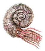 Ammonite